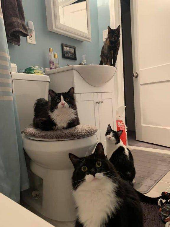 foto kucing sedang mengintip (reddit.com/Everythingvanishes)
