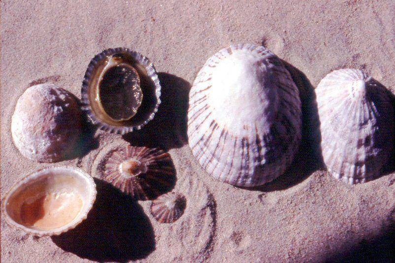 ilustrasi limpet berbagai ukuran (Australian Museum/Dr. Isobel Bennett)