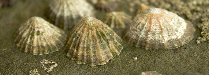 ilustrasi limpet (northyorkmoors.org.uk/limpet)