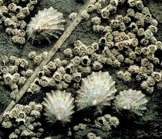 ilustrasi limpet dan acorn barnacles (britannica.com/limpet)