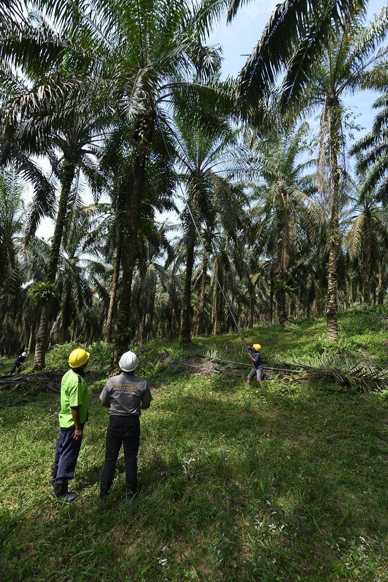 Program replanting lahan sawit Asian Agri. (asianagri.com)