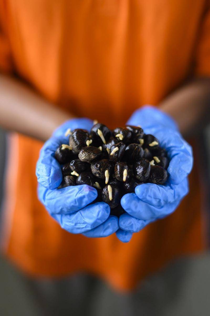 Topaz, benih kelapa sawit unggulan Asian Agri. (asianagri.com)