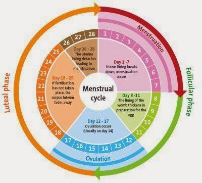 Fase Siklus Menstruasi pada Wanita Selama Sebulan, Wajib Tahu!