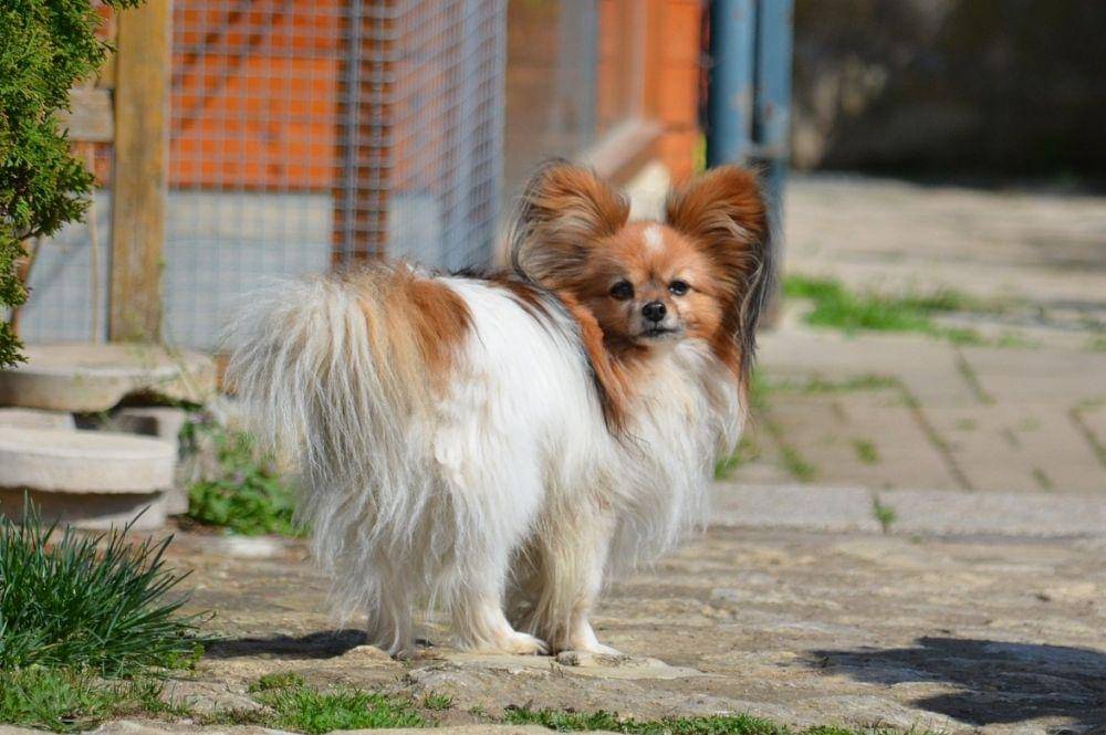 papillon (pixabay.com/CataleyaLifedesign)