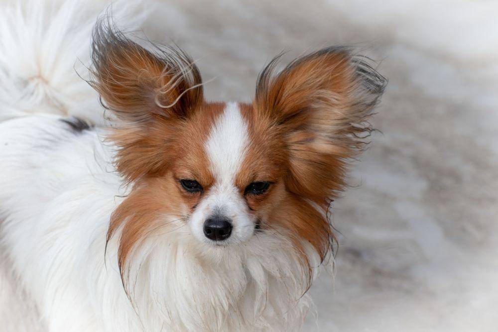 papillon (pixabay.com/birgl)