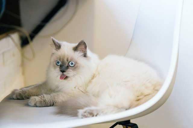 ilustrasi lidah kucing (pexels.com/Tranmautritam)