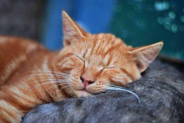 ilustrasi kucing tidur (pexels.com/Pixabay.com)
