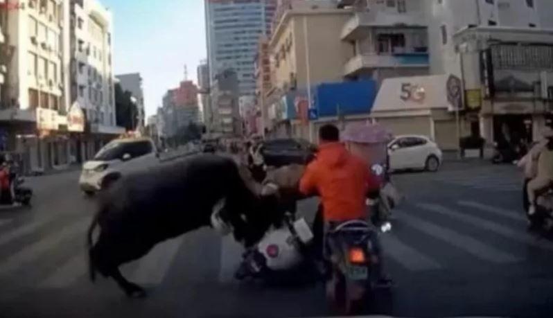 Viral Kerbau Mengamuk di Jalan Raya China, Begini Kronologinya