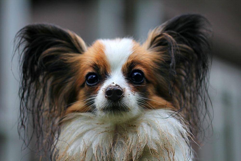 papillon (pixabay.com/sergvg)