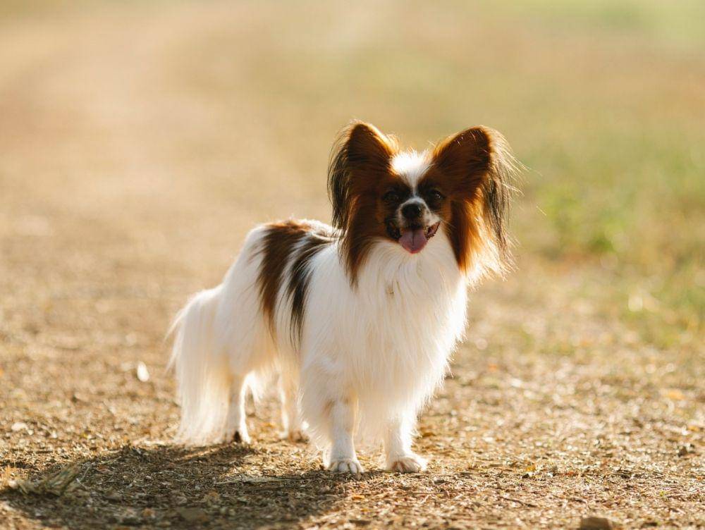 papillon (pexels.com/Blue Bird)