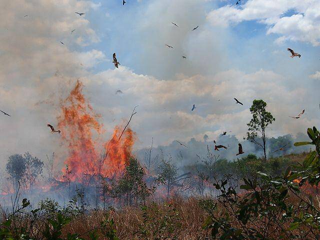 Firehawks (commons.wikimedia.org/Mark Marathon)