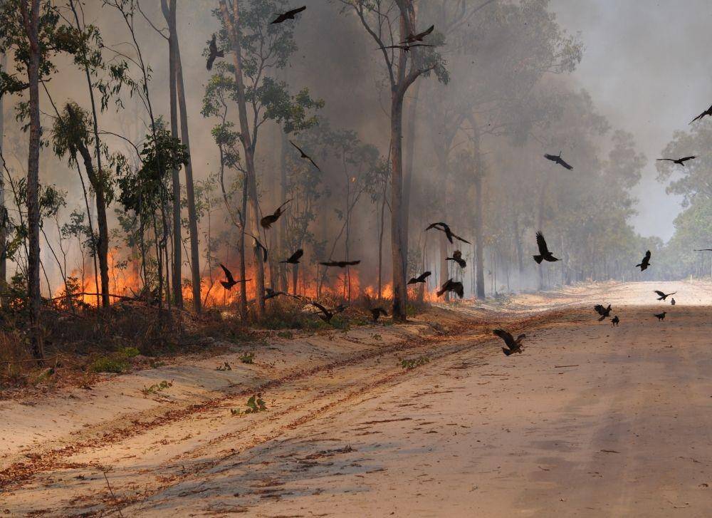Firehawks (wildlife.org)