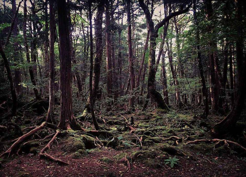 Hutan Aokigahara (instagram.com/ihaveatrip)