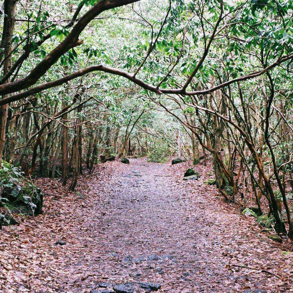 Hutan Aokigahara (instagram.com/muckingitup)