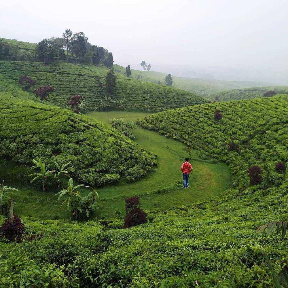 Kebun Teh Kertamanah (instagram.com/explore.jawa.barat)