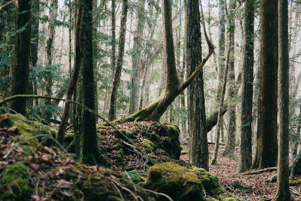 Hutan Aokigahara (instagram.com/lisainjapan)