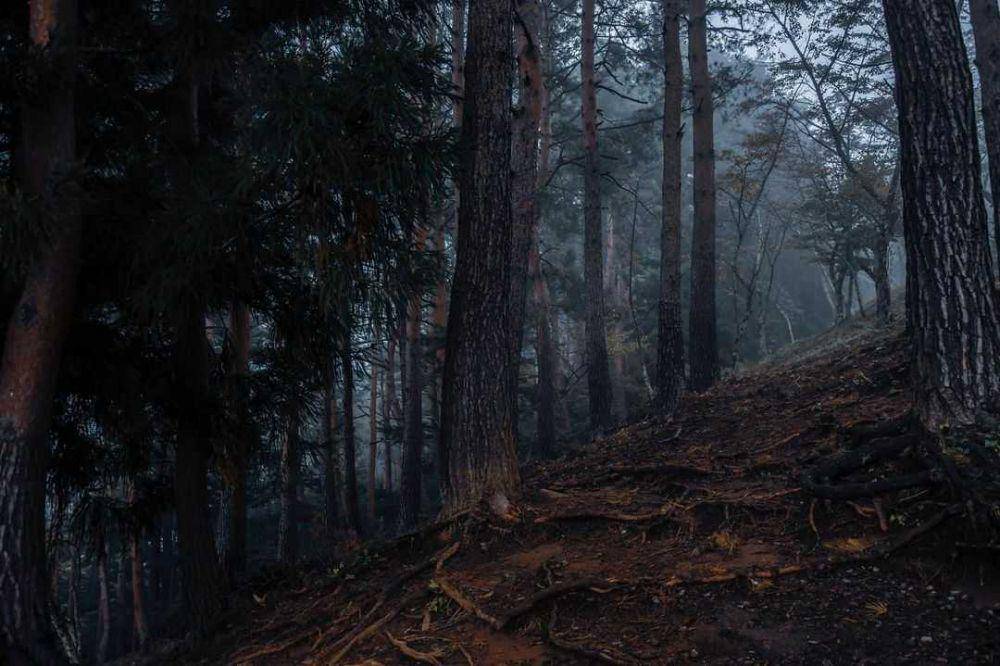 Hutan Aokigahara (instagram.com/ajkstories)