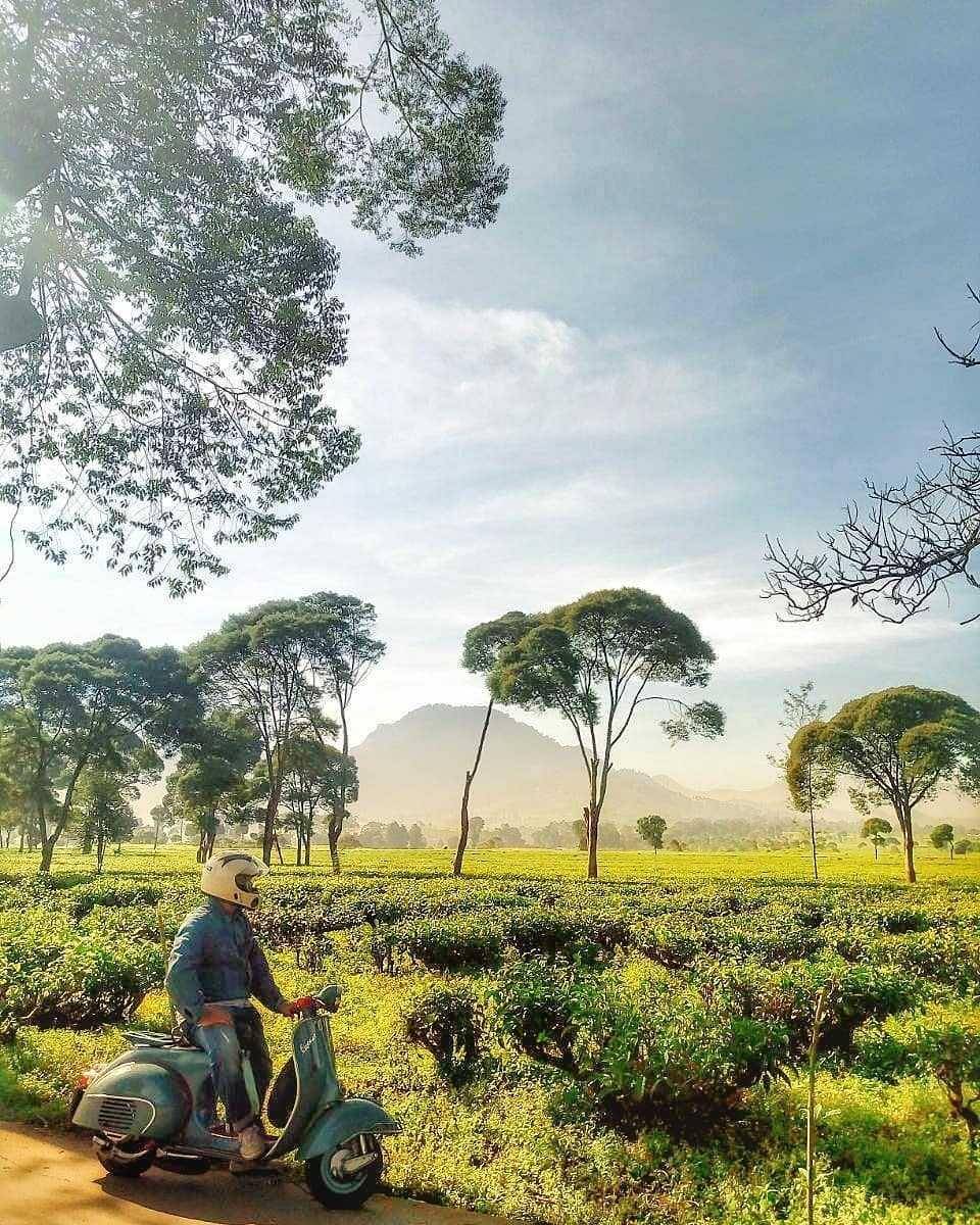 Kebun Teh Malabar (instagram.com/wisatapangalengan)