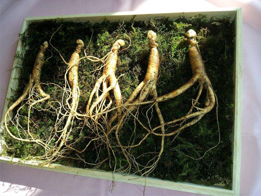 ilustrasi ginseng (pixabay.com/Markroad1230)