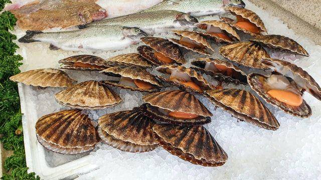 ilustrasi  kerang (Unsplash.com/henry perks)