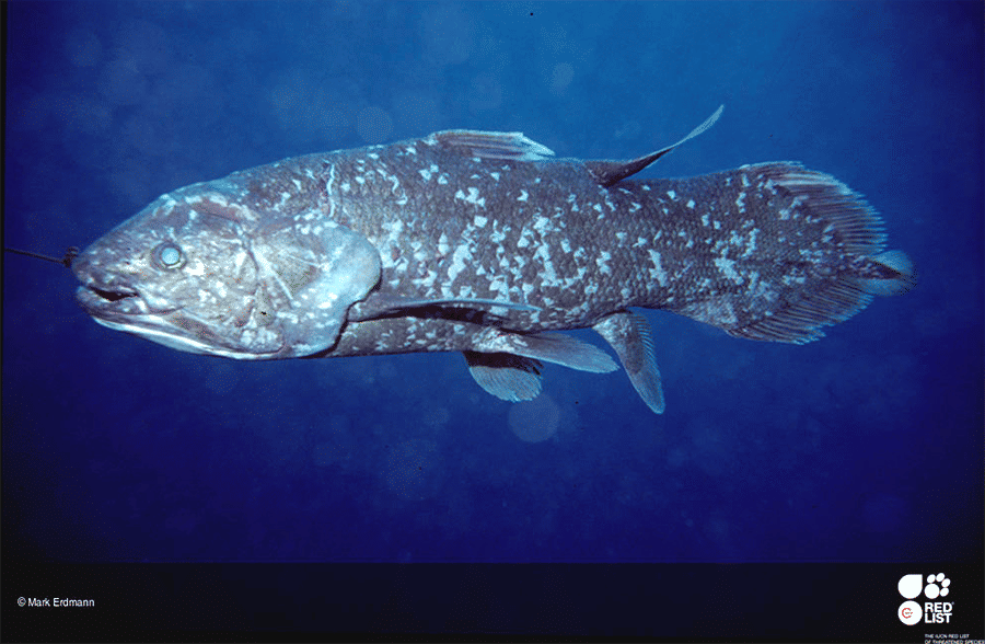 Latimeria menadoensis yang dapat dijumpai di perairan Timur Indonesia (IUCN RedList/Mark Erdman)