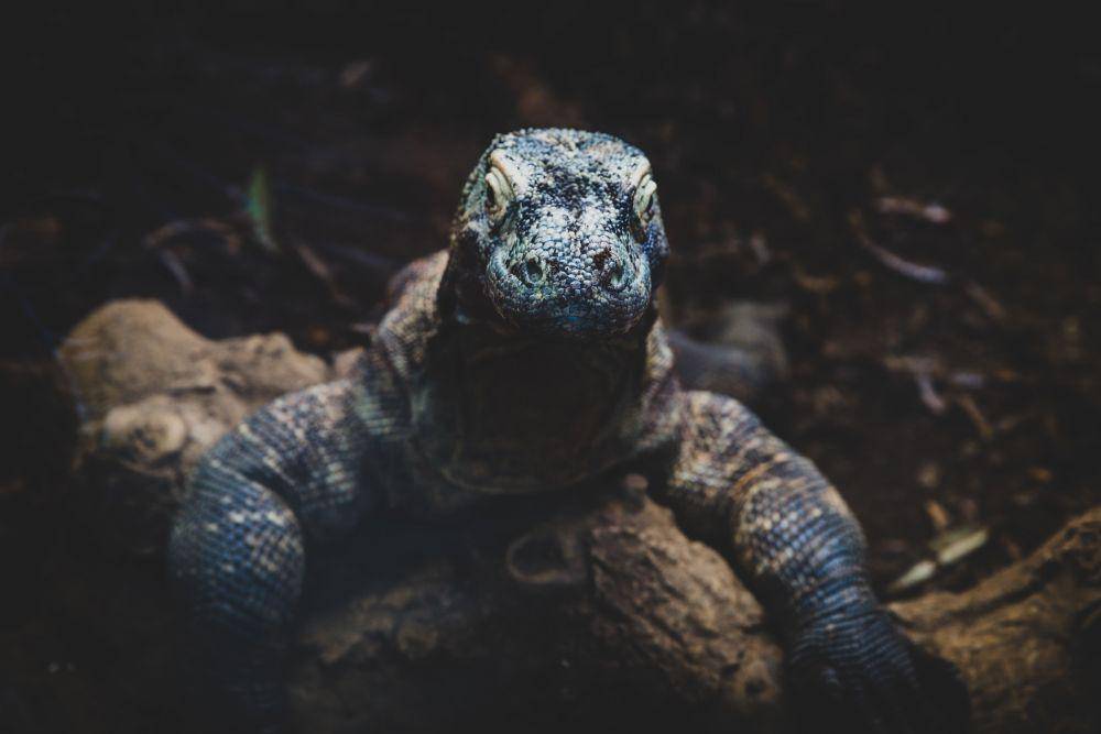 Komodo, sang kadal raksasa asal Indonesia (unsplash.com/Max Letek)
