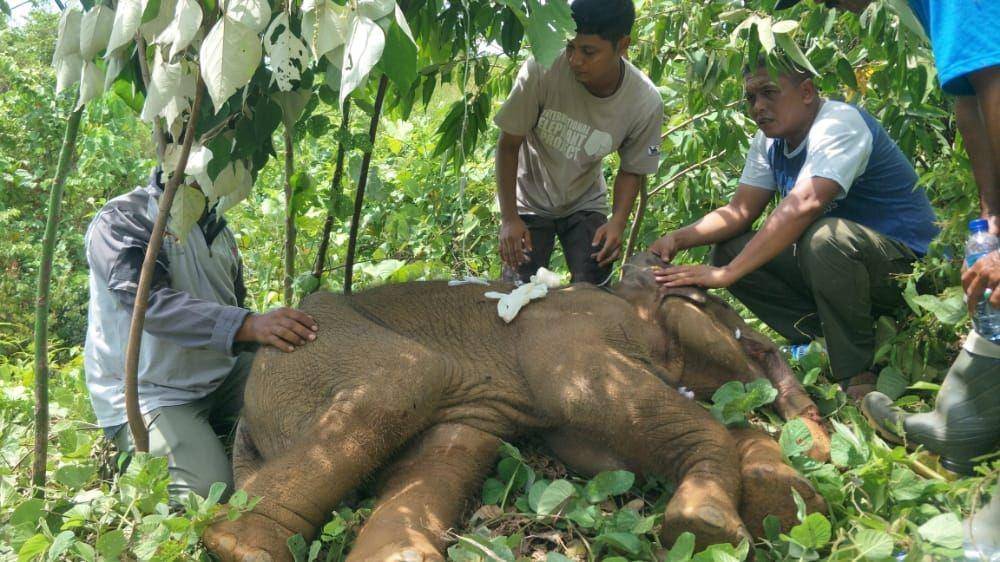 Anak Gajah Sumatra yang ditemukan di Kecamatan Teunom, Aceh Jaya. (Dokumentasi BKSDA Aceh untuk IDN Times)