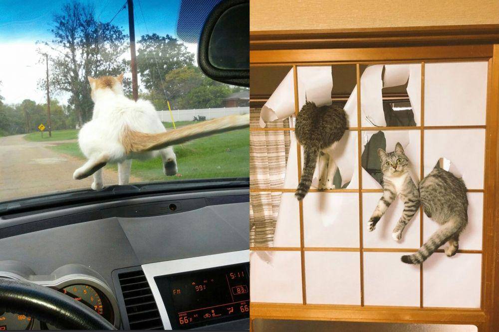foto kucing maksa jadi manusia (reddit.com/aebfroman | reddit.com/crazydarklord)
