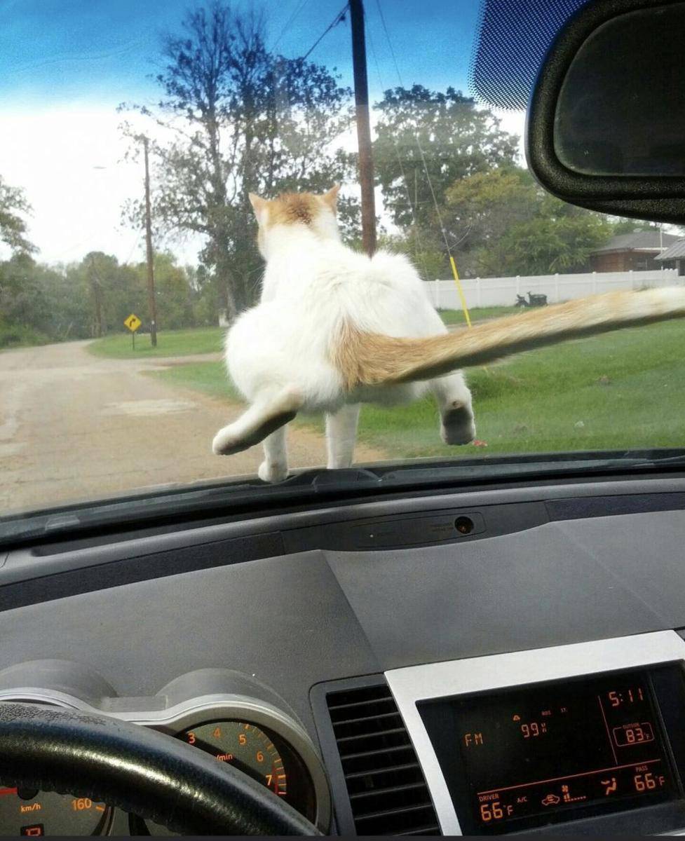 foto kucing maksa jadi manusia (reddit.com/aebfroman)