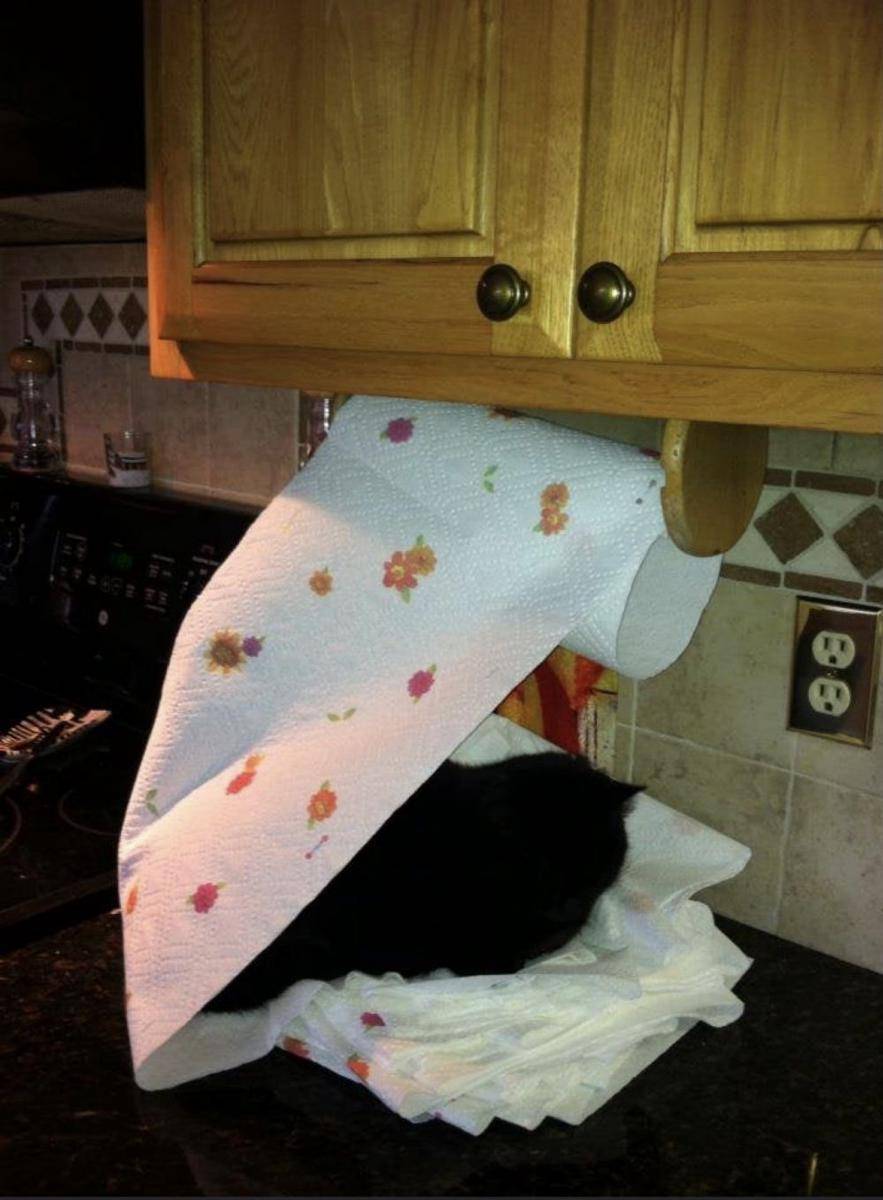 foto kucing maksa jadi manusia (reddit.com/snwboard333)