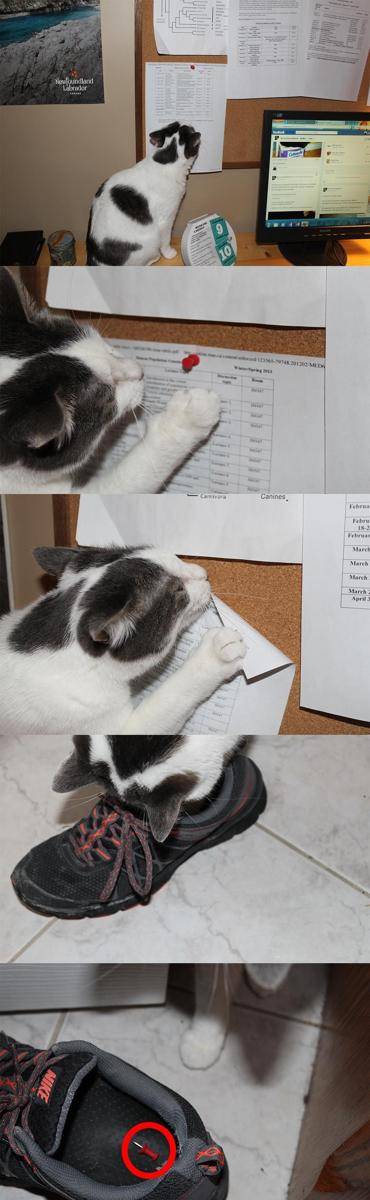 foto kucing maksa jadi manusia (imgur.com/Tangler)