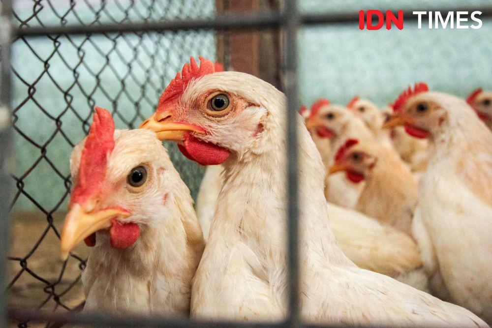 Ayam broiler yang sudah besar di Semarang, Jawa Tengah. (IDN Times/Dhana Kencana)