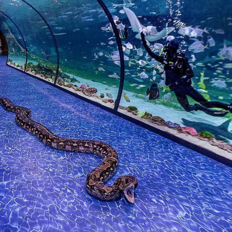 The National Aquarium (instagram.com/dscvr.ae)