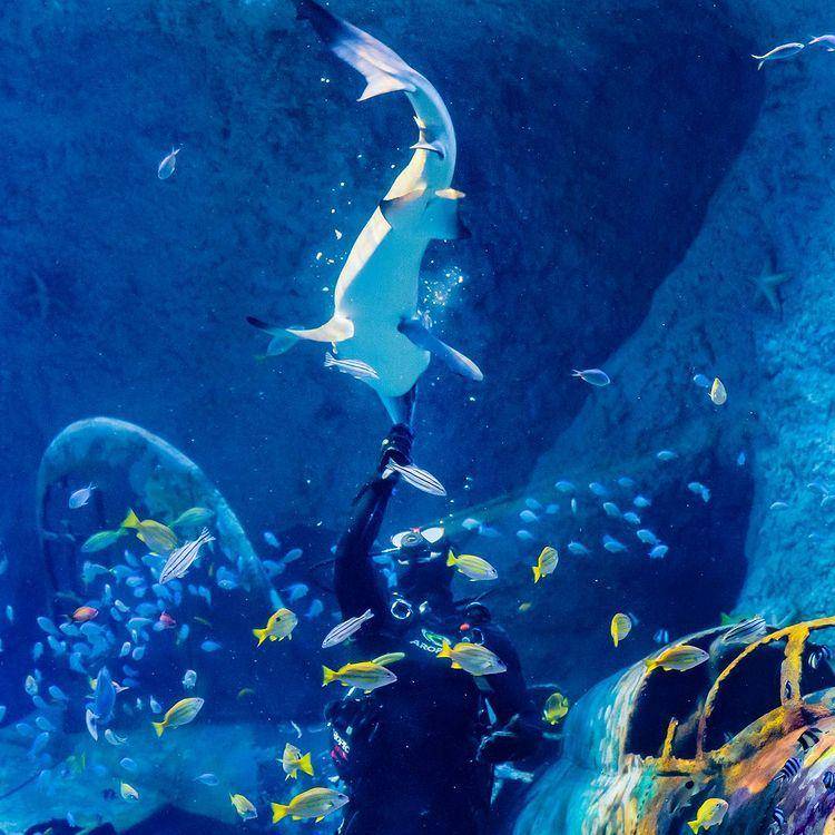 The National Aquarium (instagram.com/dscvr.ae)