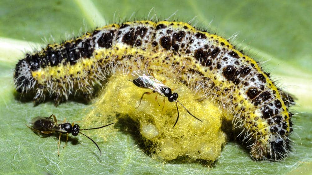 Kumbang parasitoid sedang meletakkan telur ke ulat bulu. (dok. Science)