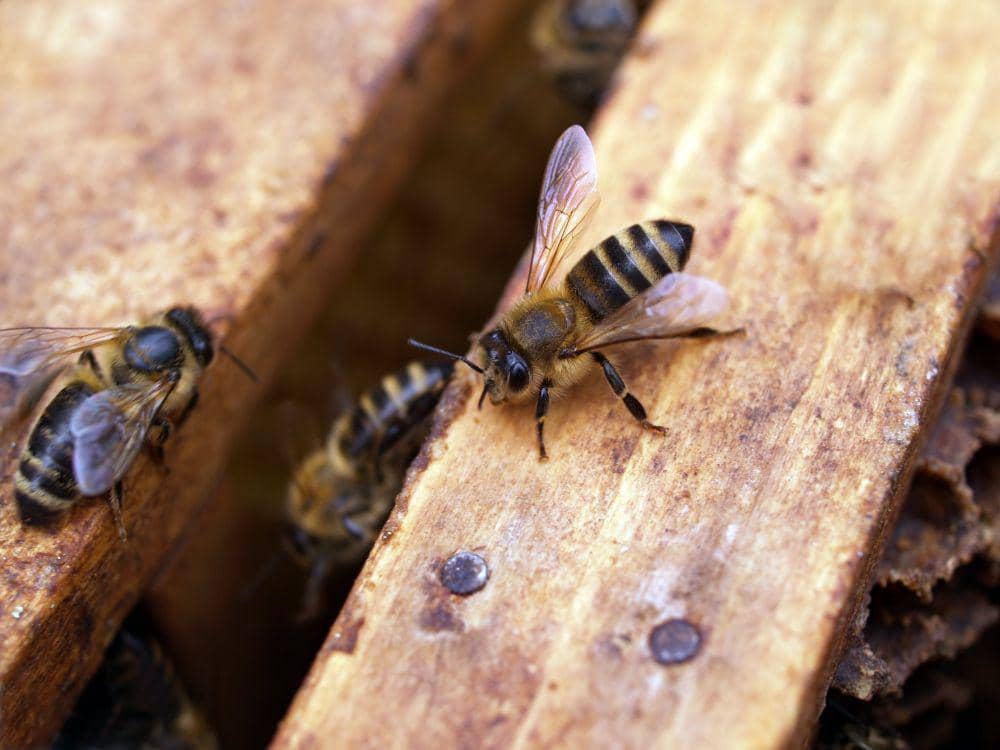 Lebah madu menjadi salah satu serangga paling unik di dunia fauna. (pexels.com/Johann Piber)