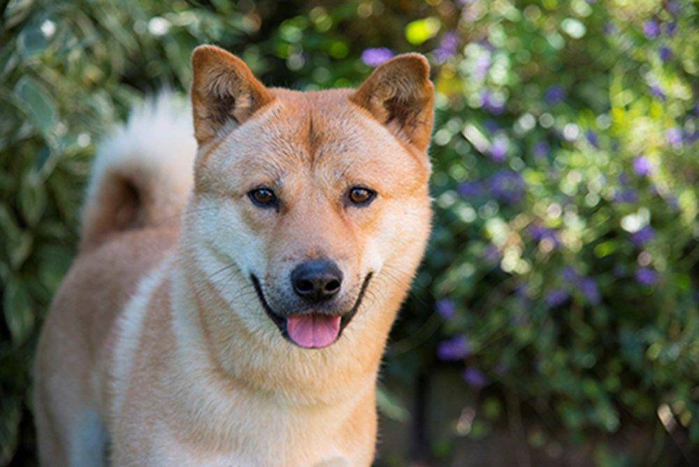 Anjing Jindo memiliki tiga jenis bentuk tubuh (dok. The Kennel Club)