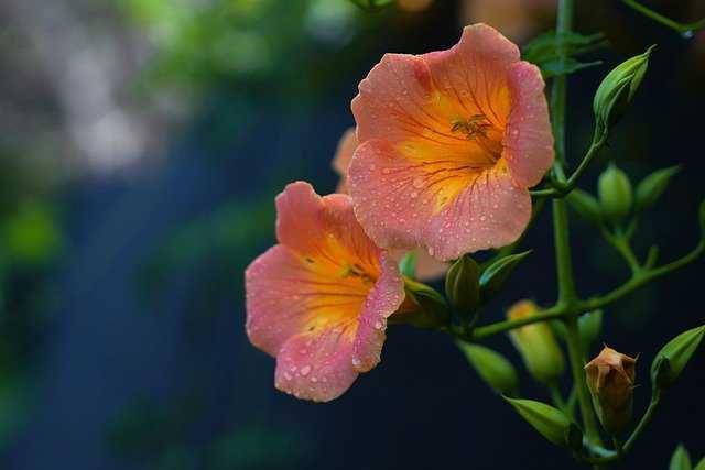 ilustrasi trumpet carolina (pixabay.com/KIMDAEJEUNG)