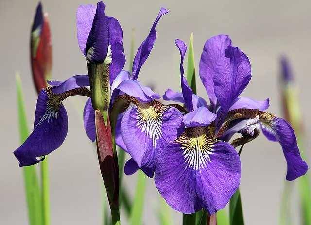 ilustrasi tanaman iris (pixabay.com/pixel2013)