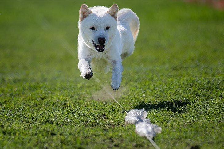 Anjing Jindo termasuk anjing Spitz (dok. AKC)