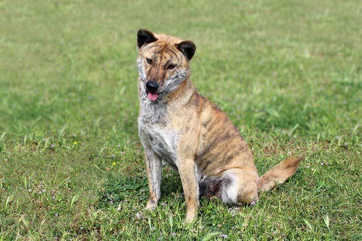Anjing Jindo dilindungi oleh hukum Korea Selatan (dok. AKC)
