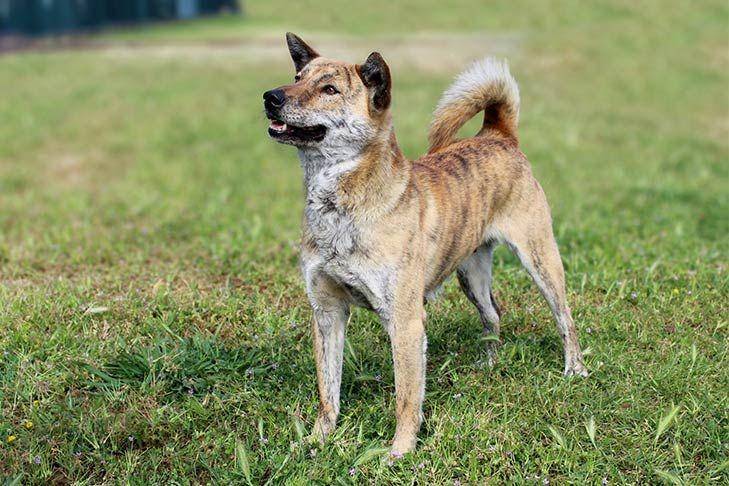Anjing Jindo yang asli dari Korea Selatan (dok. AKC)