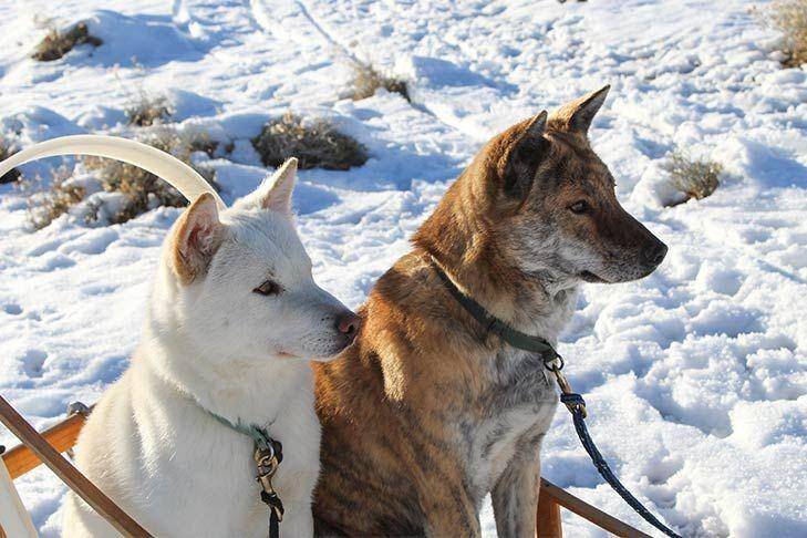Anjing Jindo merupakan pemburu yang handal (dok. AKC)