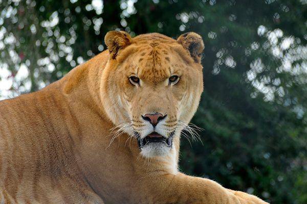 liger (bigcathabitat.org)