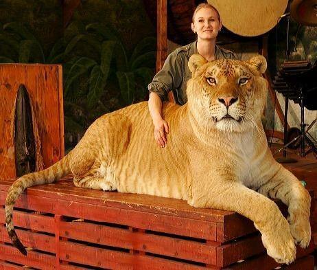 5 Fakta Liger, Hibrida Singa dan Harimau yang Unik