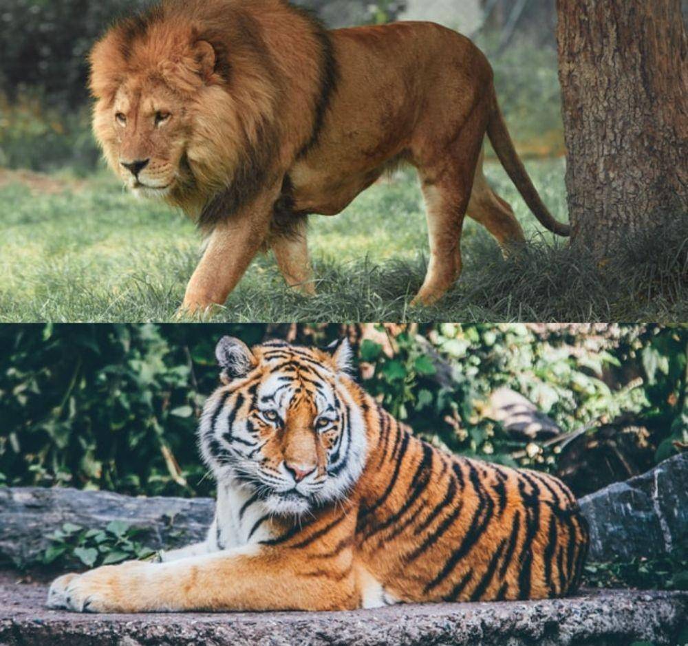 ilustrasi singa dan harimau (unsplash.com/Francesco De Tommaso | unsplash.com/Nick Karvounis)