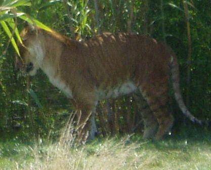 tigon (commons.wikimedia.org/The bellman)