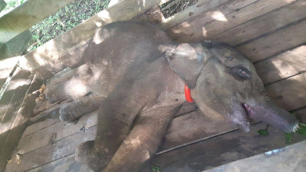 Walhi Minta BKSDA Usut Kasus Kematian Anak Gajah yang Terjerat Kawat