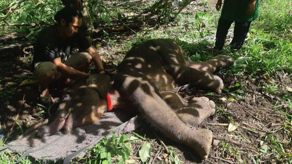 Anak Gajah Sumatra liar yang terkena jerat, mati. (Dokumentasi Forum Jurnalis Lingkungan (FJL) Aceh untuk IDN Times)