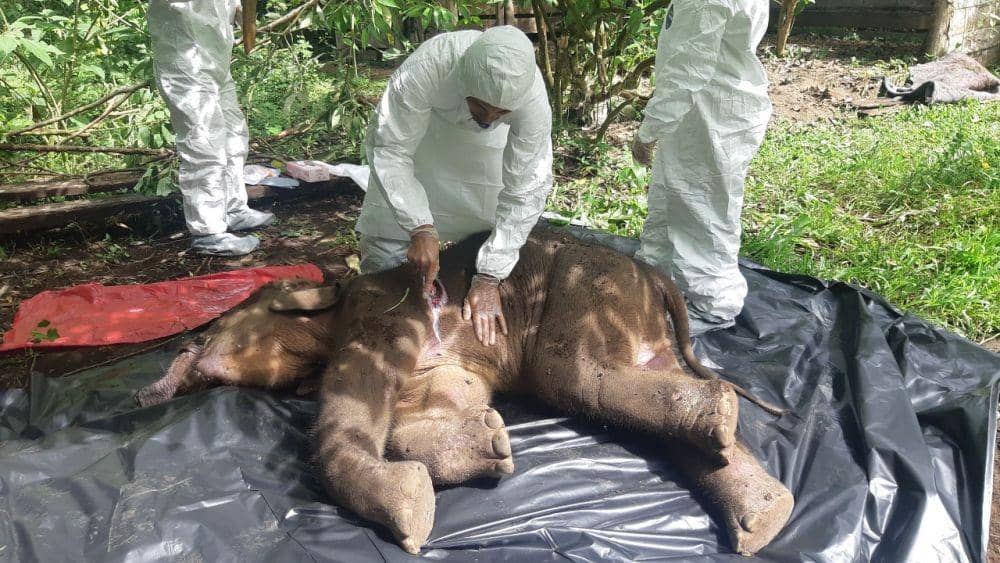Anak Gajah Sumatra liar yang terkena jerat, mati. (Dokumentasi Forum Jurnalis Lingkungan (FJL) Aceh untuk IDN Times)